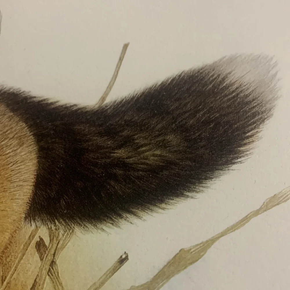 Glen Loates  “FOX” 18 x 23 in signed / sealed lithograph